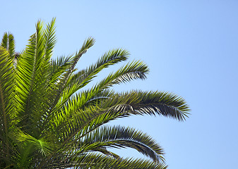 Image showing Palm-tree