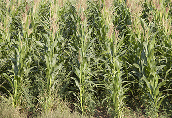 Image showing Corn field