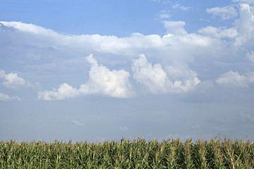 Image showing Corn field