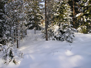 Image showing Winter in Norway!