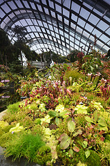 Image showing Cloud Forest at Gardens by the Bay in Singapore