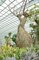 Image showing Flower Dome at Gardens by the Bay in Singapore