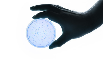 Image showing hand with Petri dish