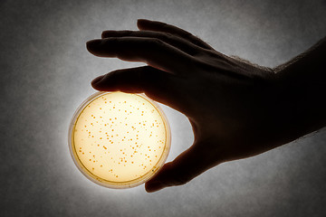 Image showing hand with Petri dish