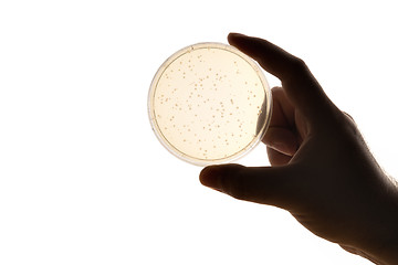 Image showing hand with Petri dish