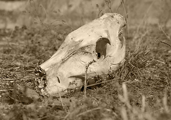 Image showing wild pig skull