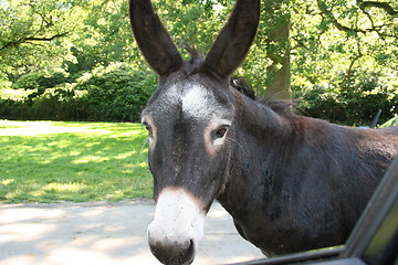 Image showing Mule lookin tired