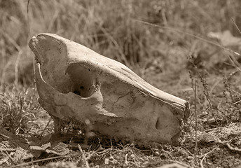 Image showing wild pig skull