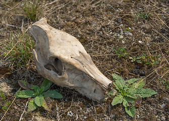 Image showing wild pig skull