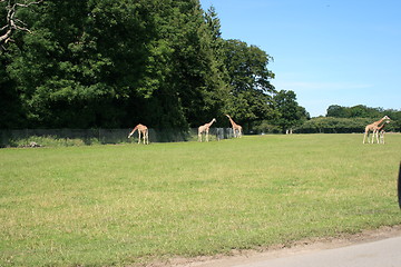 Image showing Wild animals