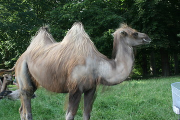 Image showing Camel!