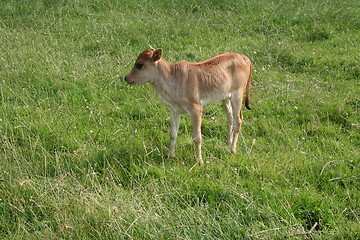 Image showing A little babycow