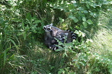 Image showing Lemur animal lookin scared.