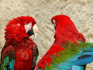 Image showing Parrots couple