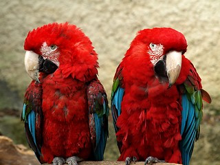 Image showing Couple of parrots