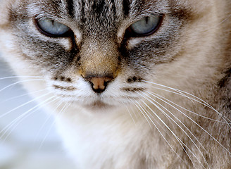 Image showing Cat face closeup