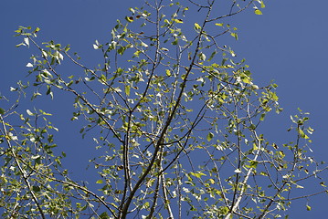 Image showing birch leaf