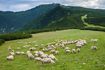 Image showing Alpine pastures in Retezat National Park, Carpathians, Romania. 