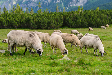 Image showing Alpine pastures in Retezat National Park, Carpathians, Romania. 