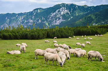 Image showing Alpine pastures in Retezat National Park, Carpathians, Romania. 