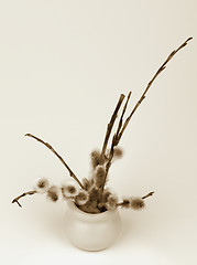 Image showing Pussy-Willow