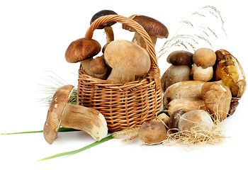 Image showing Boletus Mushrooms