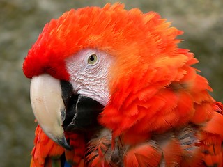 Image showing Parrot portrait