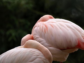 Image showing Flamingos couple