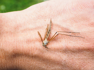 Image showing Cranefly insect laying dead on a hand