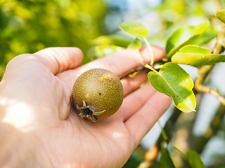 Image showing Hand of a caucasian person harvesting ripe pear from tree
