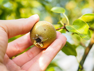 Image showing Hand of a caucasian person harvesting ripe pear from tree