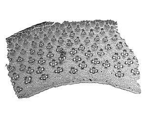 Image showing Black and white Bamboo stem micrograph