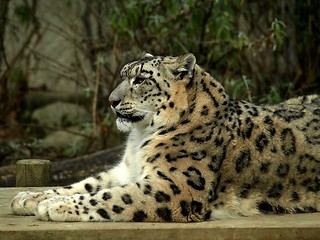 Image showing Snow leopard