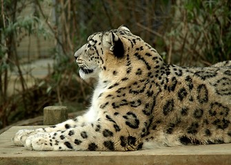 Image showing Snow leopard