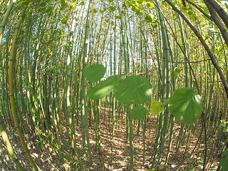 Image showing Bamboo tree