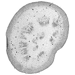 Image showing Black and white Mulberry micrograph