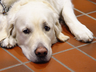 Image showing golden retriever