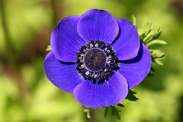 Image showing Anemone - blue flower