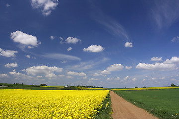 Image showing Canola fields and blue sky