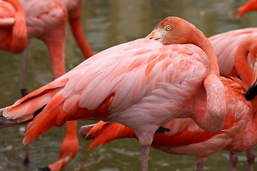 Image showing Colorful flamingos
