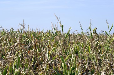 Image showing poor maize harvest