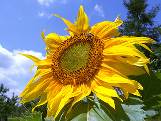 Image showing Single sunflower