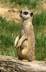 Image showing Curious meerkat