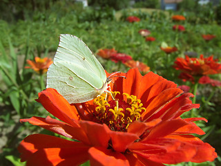 Image showing Brimstone butterfly