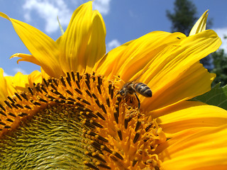 Image showing Sunflower