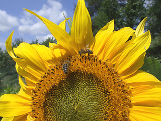 Image showing Summer sunflower