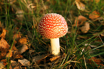 Image showing Fly agaric mushroom