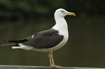 Image showing Lesser Black-backed