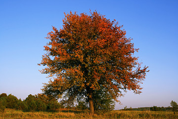 Image showing Autumn landscape