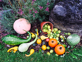 Image showing Colorful autumn vegetables decorating a garden